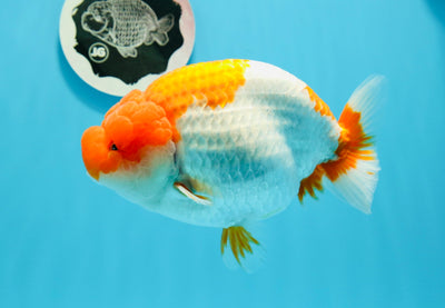 AAA Grade Mirinda Red White LionQueen 6-6.5 inches #0510LC_36