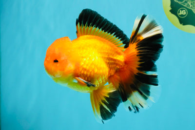 AAA Grade Apache Oranda Male 5.5-6 inches #041726OR_11