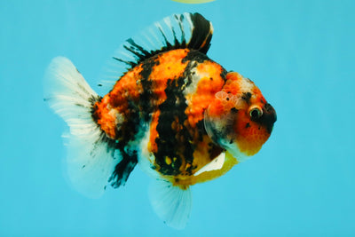 A Grade Tiger Yuanbao Male 5.5 inches #041726YB_15