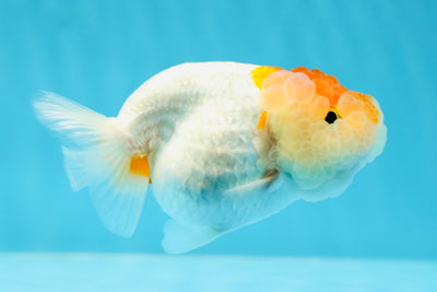 Super Wen Red White Lionchu Female 3.5-4 inches #1103LC_18