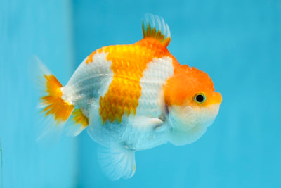 Red White Sharkchu Male 4 inches #0929LC_16