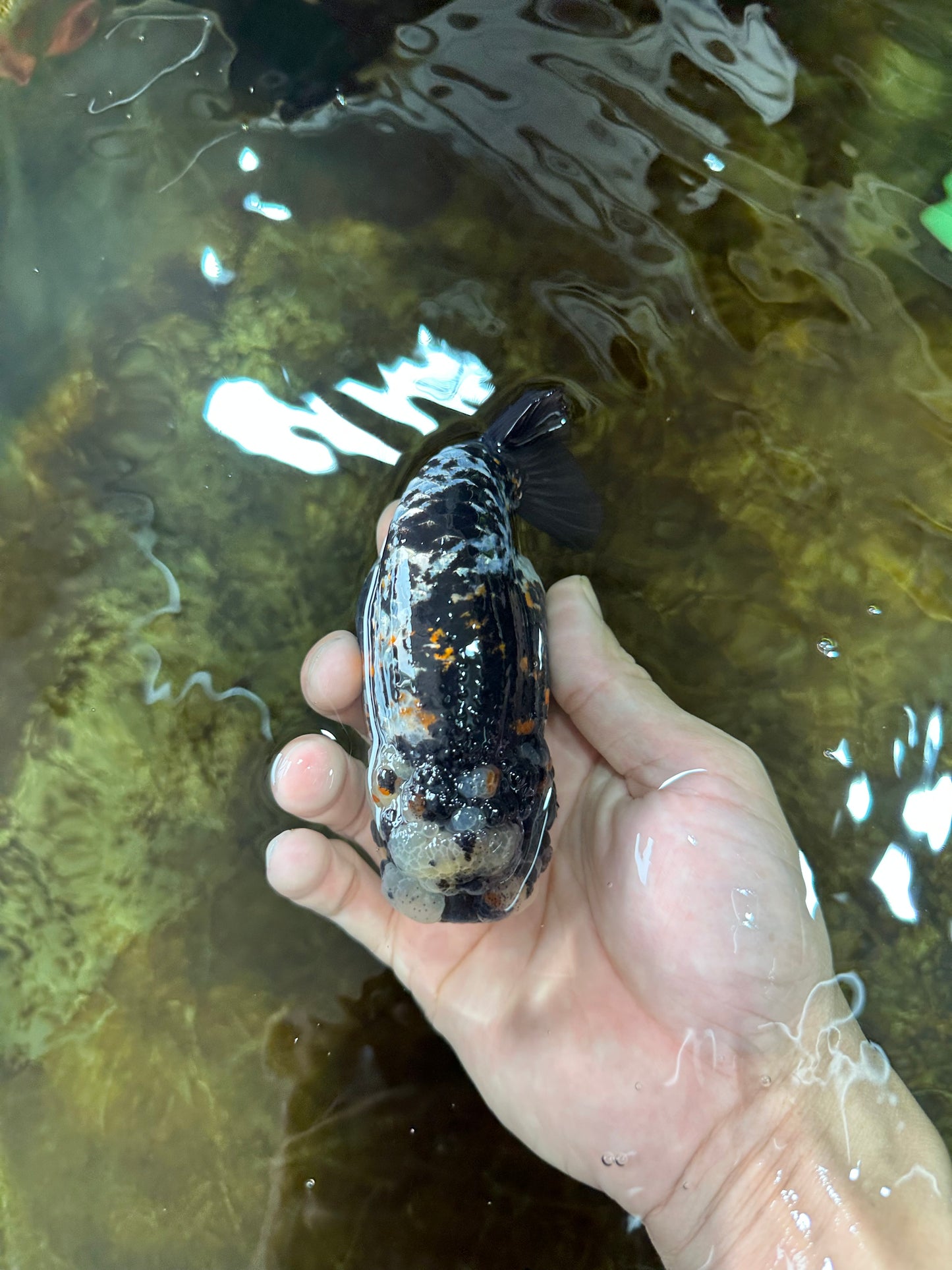 AAA Grade Special Tricolor Tiger LionQueen 4.5-5 inches #080125LC_18