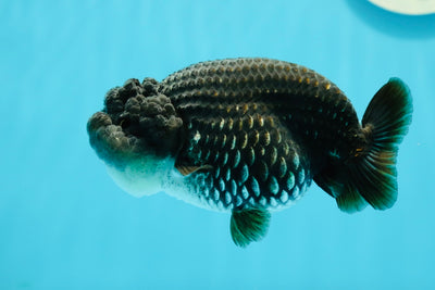 AAA Grade Black Silver LionQueen 4.5 inches #0517LC_13