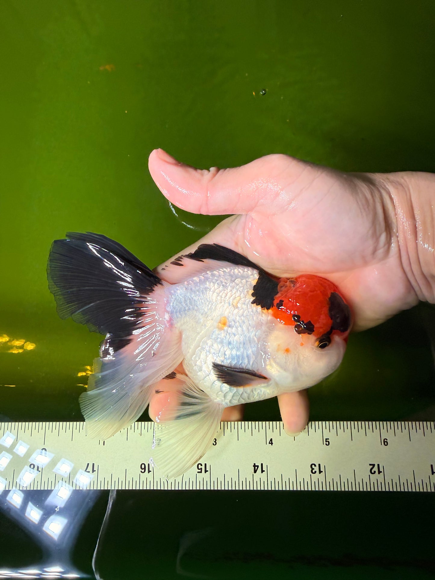 Tricolor Oranda Male 5-5.5 inches #041026OR_12