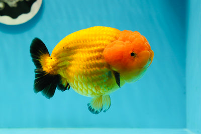 AAA Grade Chunky Apache LionQueen 5 inches #0308LC_05