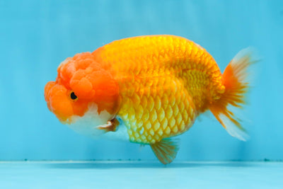 CHUBBY Red White Lionchu Female 5 inches #091225LC_04