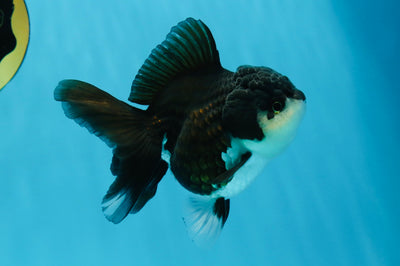A Grade Shamu Panda Oranda Female 4 inches #013125OR_15