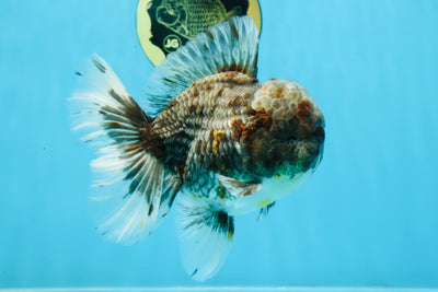 AAA Grade JUMBO Godzilla Kirin Oranda Male 5.5-6 inches #101725OR_24