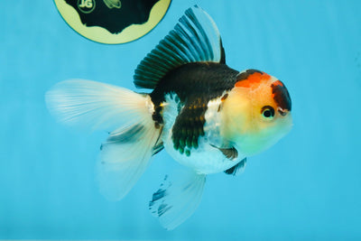 A Grade Tricolor Oranda Female 5 inches #080125OR_32