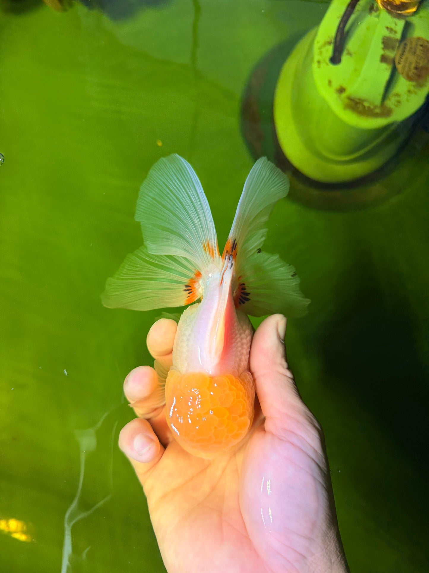 SUNNY White Oranda Female 5-5.5 inches #041026OR_08