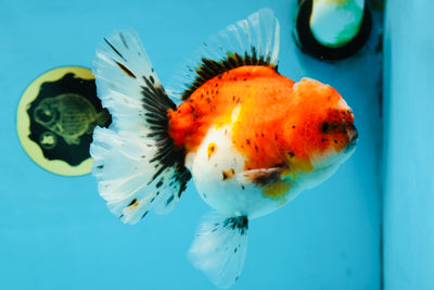 A Grade Sakura Oranda Female 6 inches #060625OR_29