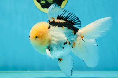 AAA Grade Tricolor Oranda Male 5.5 inches #050925OR_40