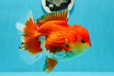 AAA Grade Red White Oranda Female 5-5.5 inches #0112OR_02