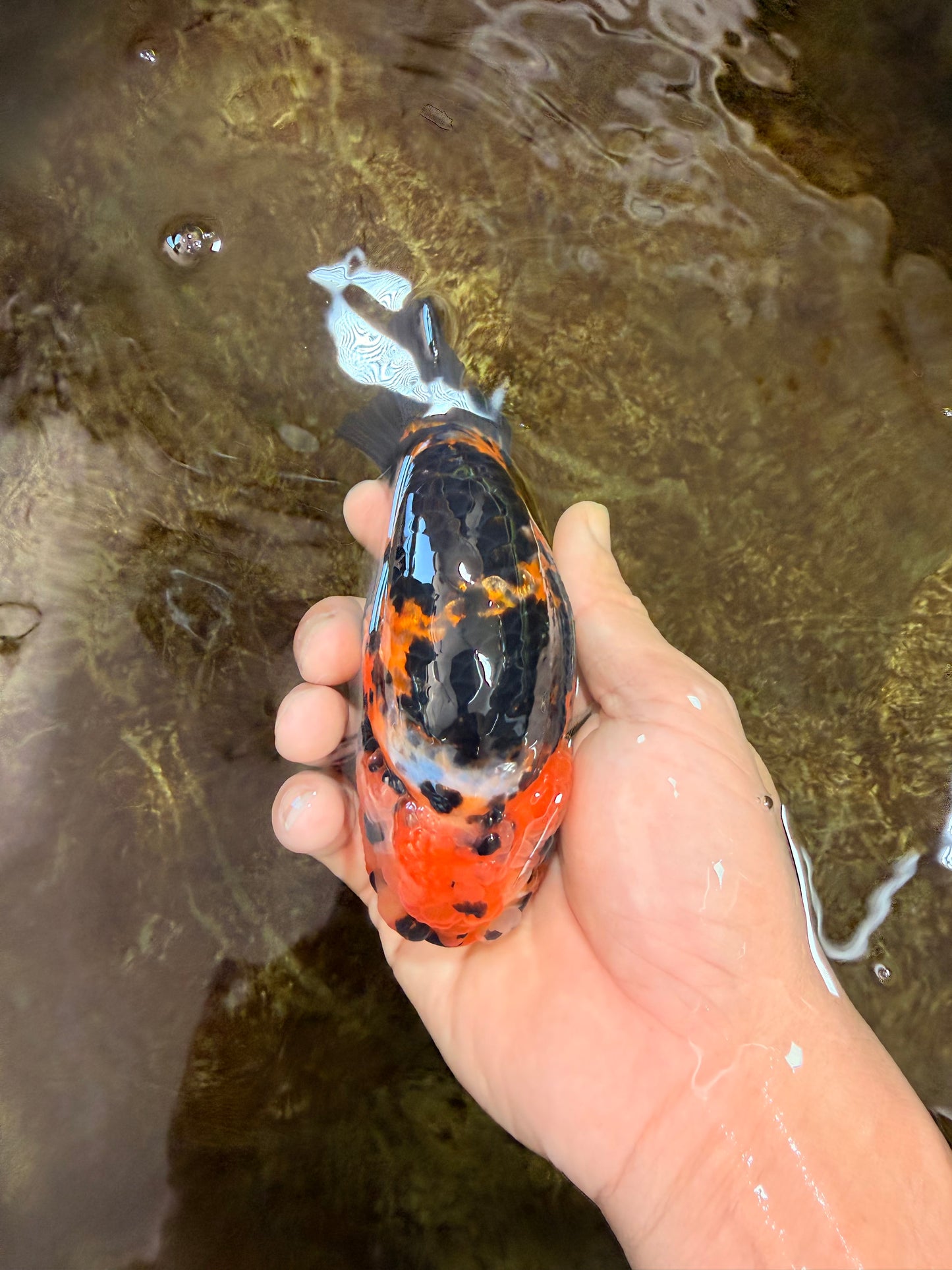AAA Grade Calico Tiger Chinese Ranchu Male 5 inches #101025RC_19