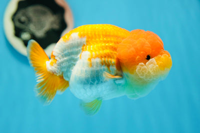 Show Grade LionQueen 5.5 inches #0908LC_20