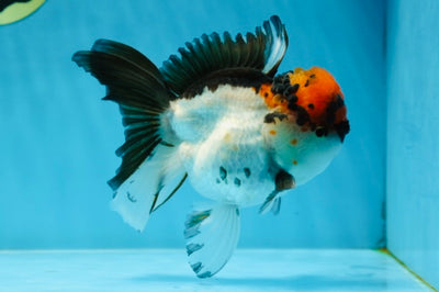 UNIQUE A Grade Super Stocky Tricolor Oranda Male 4.5-5 inches #022825OR_14