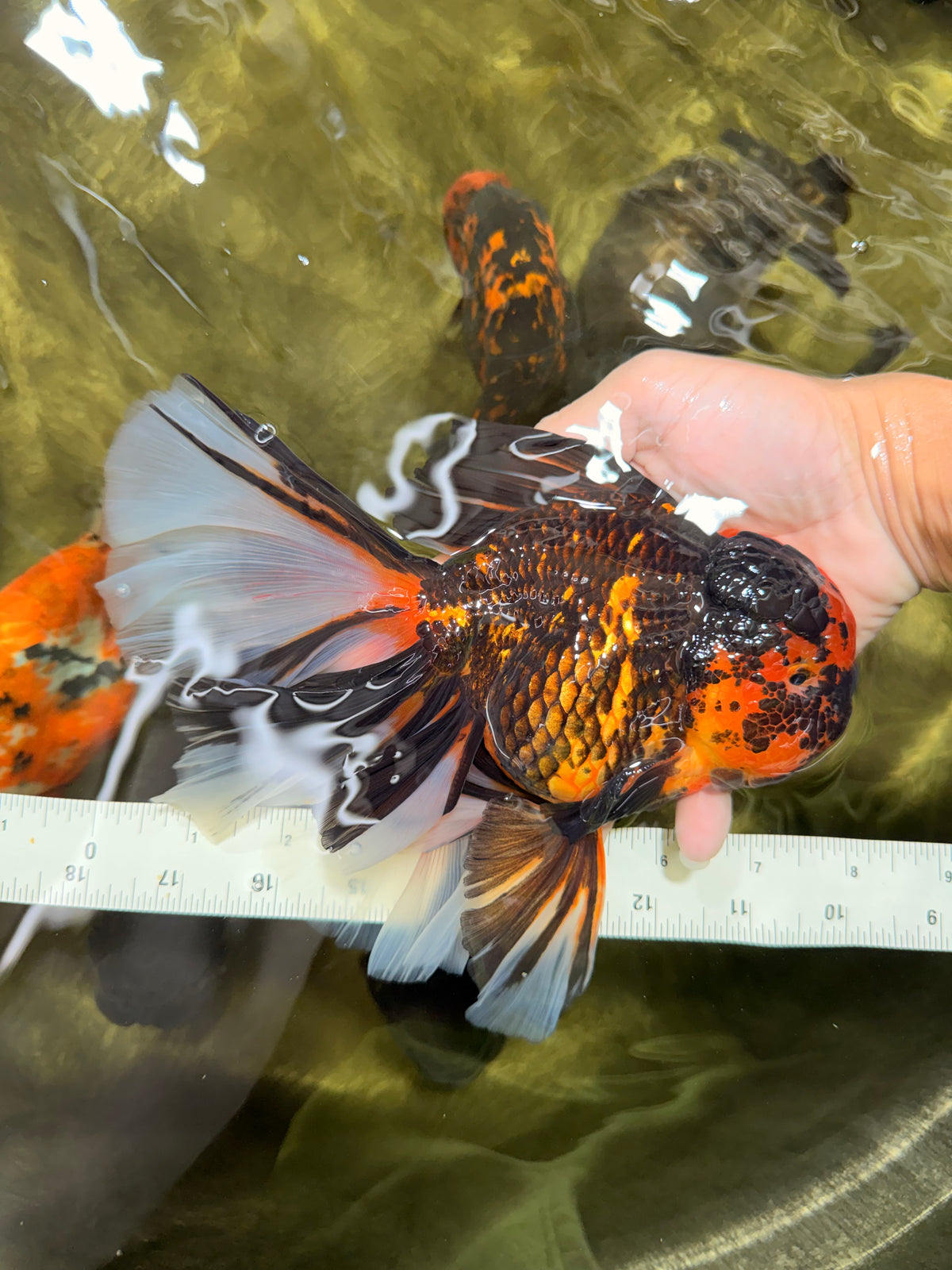 A Grade Tiger Oranda Male 7.5-8 inches #101626OR_17
