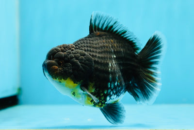 AAA Grade Kirin Yuanbao Female 3.5-4 inches #1027YB_09