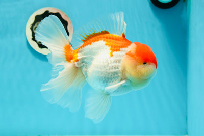 Oranda mâle rouge et blanc de catégorie A, joues super potelées, 6 pouces #0216OR_02