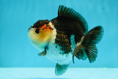 AAA Grade Bulldog Panda Yuanbao Female 4 inches #1110YB_11