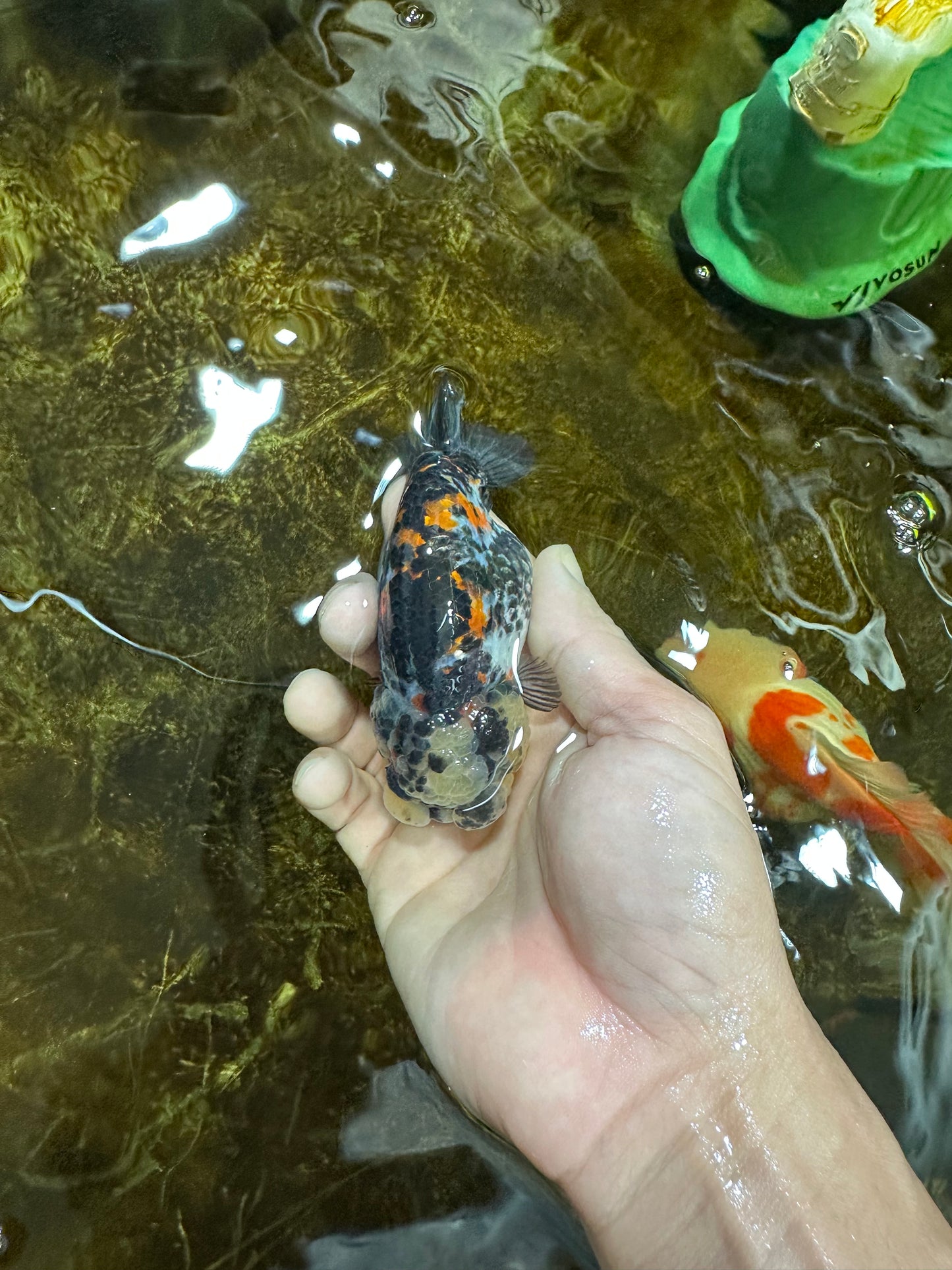 SUPER CUTE Tricolor Tiger Lionchu Female 3.5 inches #090525LC_04