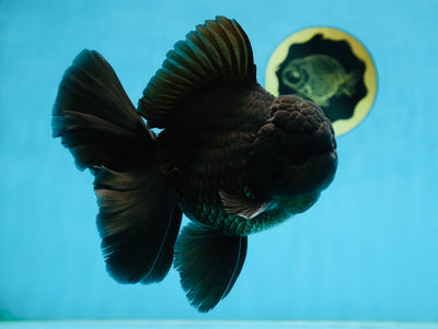 CHONKY AAA Grade Godzilla Black Oranda Male 6 inches #082225OR_13