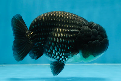 A Grade Black Blue LionKing 5 inches #103125LC_12