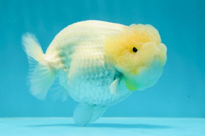 AAA Grade 🍋 Lemonhead Chunky Snow White Lionking 4.5-5 inches #122923LC_15