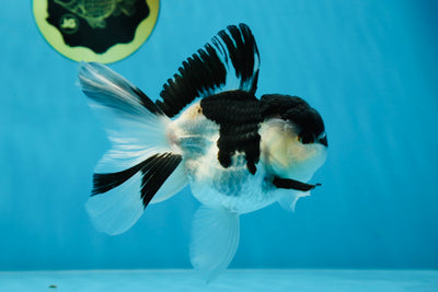 A Grade Coolest Panda Button Eyes Oranda Male 4.5 inches #020725OR_23