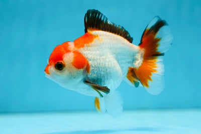 Mâle Yuanbao tricolore de catégorie A 4 pouces #0804YB_14