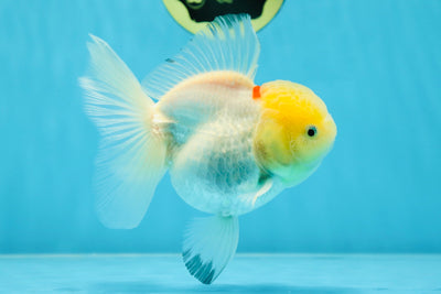 A Grade Snow White Oranda Female 5 inches #042525OR_03