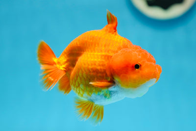 A Grade Shark LionKing 3.5-4 inches #0811LC_08