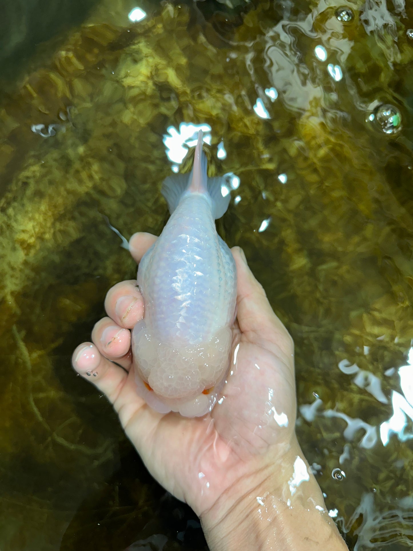 AAA Grade Snow White LionKing 5-5.5 inches #082925LC_18