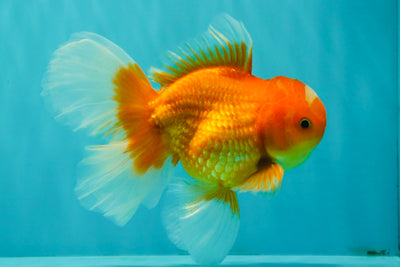 A Grade Red White Oranda Male 5.5-6 inches #091826OR_03