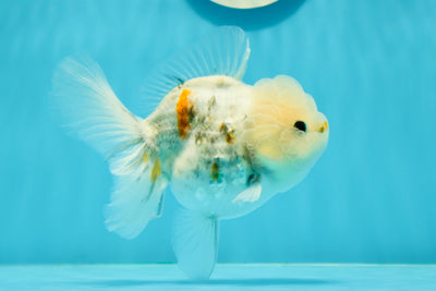 A Grade Marble Oranda Female 4.5 inches #0126OR_09