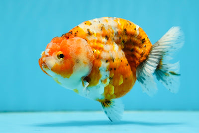 AAA Grade Calico Ranchu Female 5-5.5 inches #0915RC_12