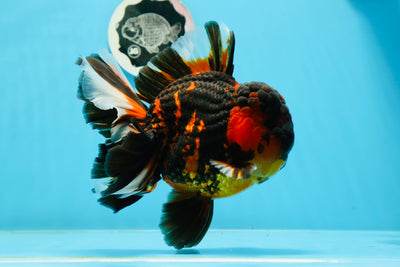 Tigre oranda macho de grado AAA de 6 a 6,5 pulgadas n.º 0927OR_01