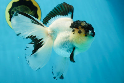 A Grade Panda Oranda Female 6 inches #031425OR_05