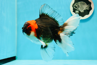 AAA Grade Ironman Tricolor Giant Generation Oranda Male 6-6.5 inches #0315OR_04