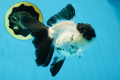 A Grade Black Cap Panda Oranda Female 5 inches #020725OR_20