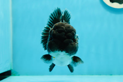 Femelle Kirin Yuanbao à grosse tête de catégorie A, 5 pouces #0223YB_11