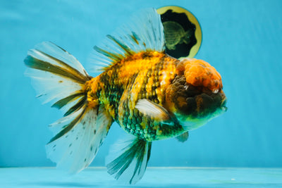 BIG FLUFFY A Grade Tiger Oranda Male 7.5-8 inches #032825OR_02