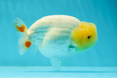 A Grade Bright Lemonhead Lionchu Male 4.5 inches #0412LC_14