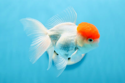 AAA Grade Tomato Head Oranda Male 4.5 inches #0901OR_13
