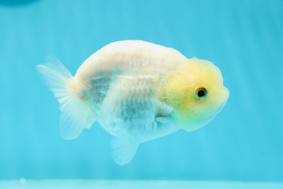 😙 Baby White Sakura Lionchu Female 3.5 inches #0301LC_05