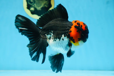 AAA Grade LAVA Tricolor Oranda Male 6 inches #090525OR_12
