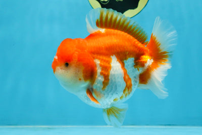 BIG WEN A Grade Red White Yuanbao Male 5 inches #110725YB_09