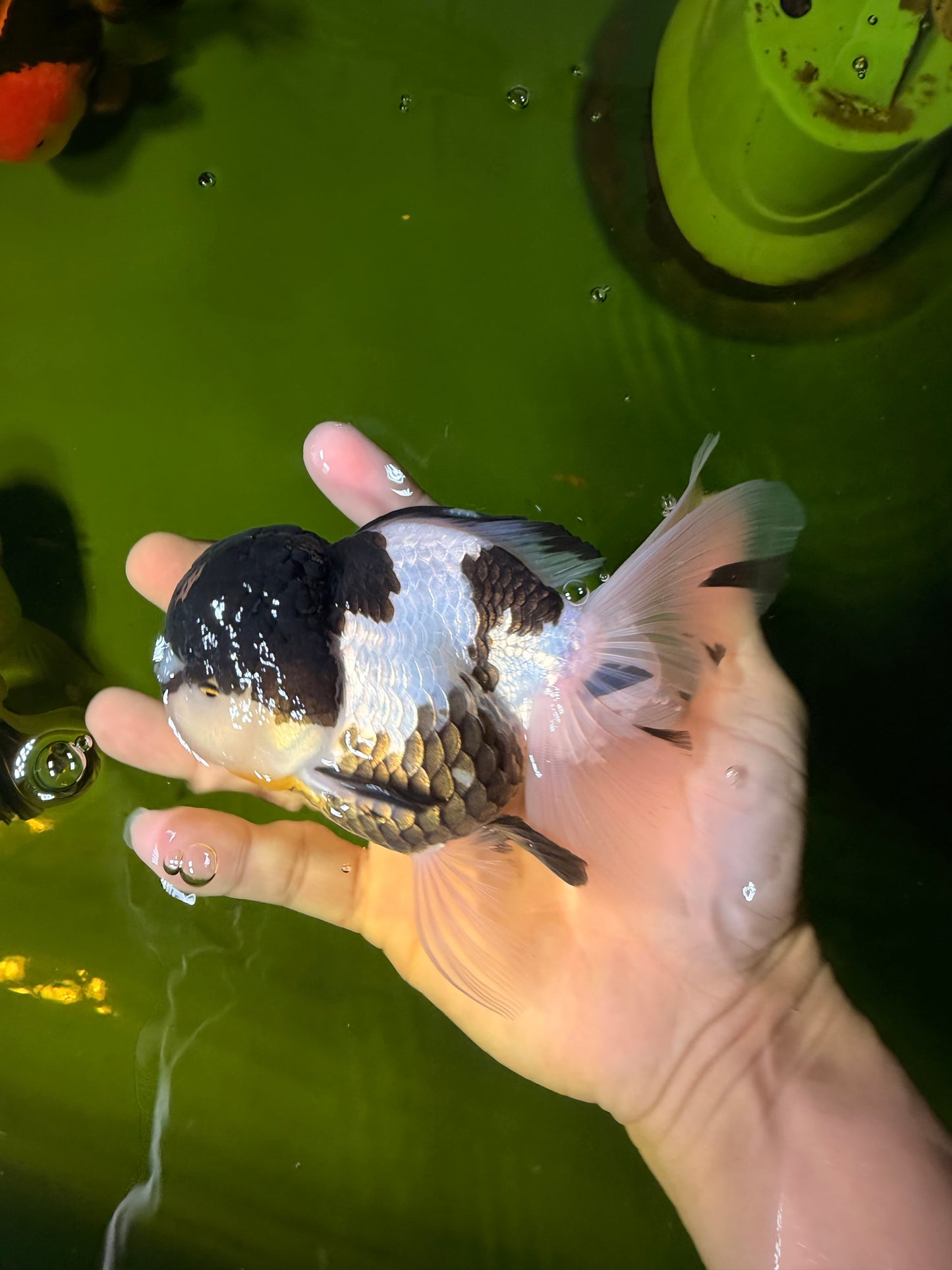 BATMAN Panda Oranda Female 5.5 inches #041026OR_09