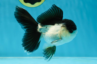 ORCA WHALE A Grade Panda Oranda Male 4.5-5 inches #032825OR_07