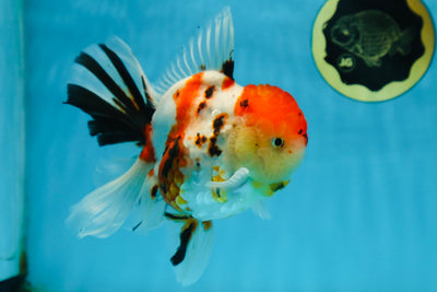 AAA Grade BEAUTY Tricolor Sakura Oranda Female 6 inches #082225OR_06